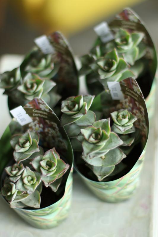 Крассула перфоса / Crassula perforata