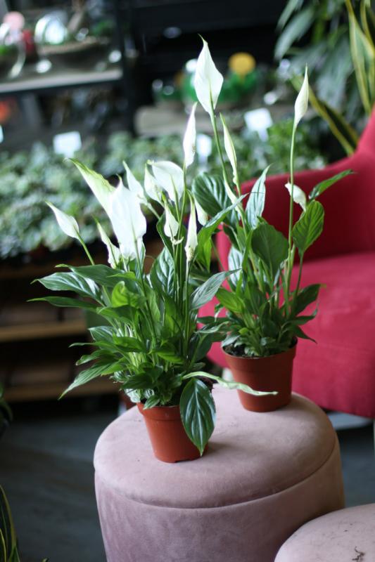 Спатифиллюм / Spathiphyllum 