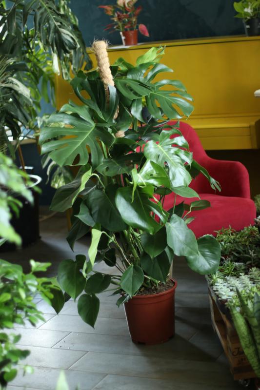 Монстера / Monstera 