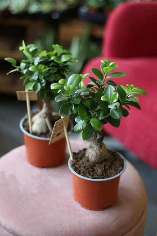 Бонсай Гинсенг 12.30 / Ficus ginseng