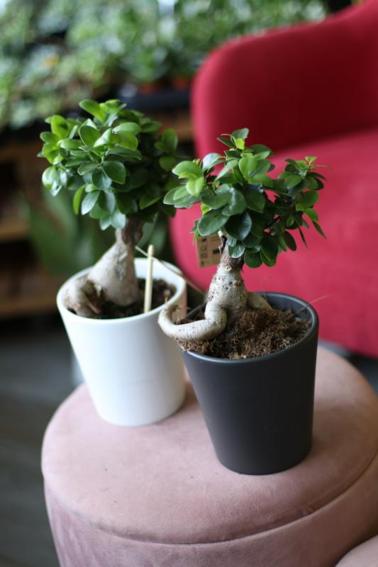 Бонсай гинсенг в керамике /bonsai Ginseng  
