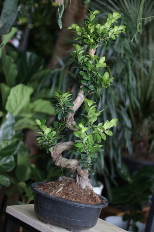 Бонсай Гинсенг d33 h90
