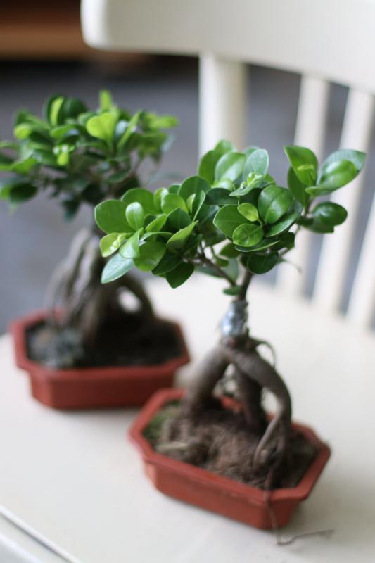 Бонсай Фикус Гинсенг/ bonsai Ficus Ginseng