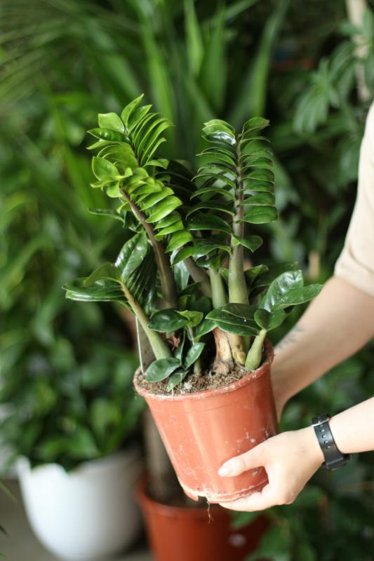 Замиокулькас Зензи / Zamioculcas Zenzi