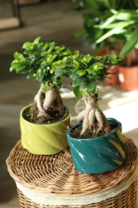 Бонсай гинсенг в керамике /bonsai Ginseng  