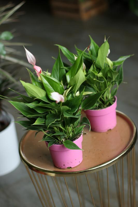 Антуриум Лилли / Anthurium Лили