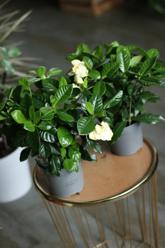 Гардения жасминовидная / Gardenia jasminoides