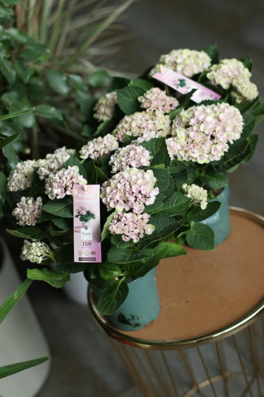 Гортензия Революшн / Hydrangea