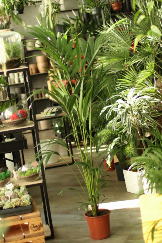 Ховея Форстера 