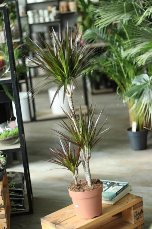 Драцена Маджента 21.110