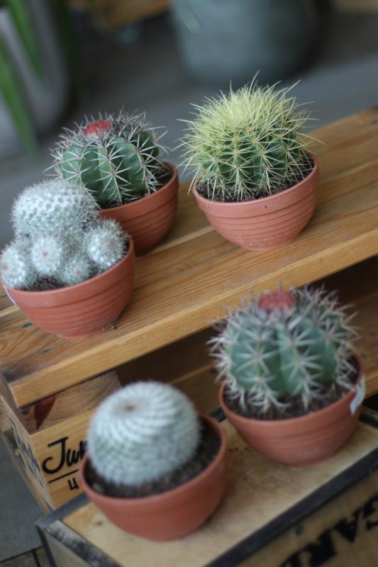 Кактус круглый МИКС