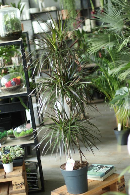 Драцена Маджента / Dracaena 24.155