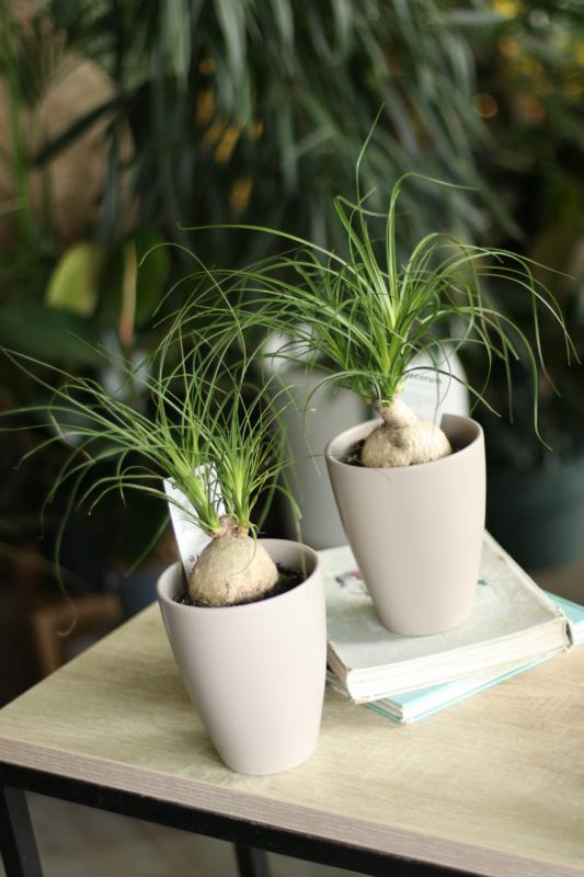 Нолина (Бутылочное дерево)