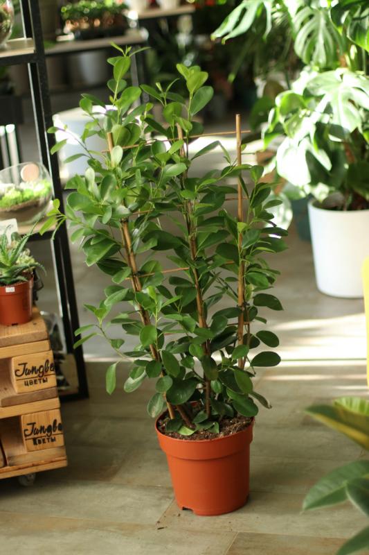 Фикус Моклейм на 3 стволах/ Ficus Moclame 