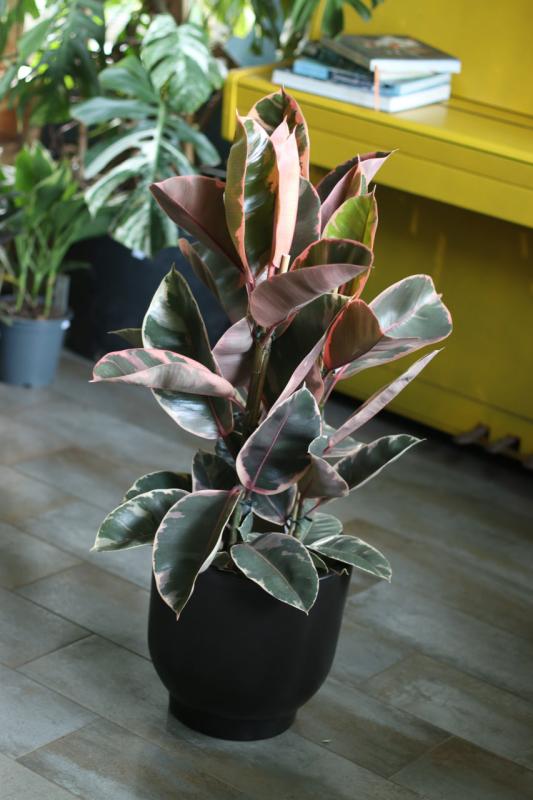 Фикус Эластика 'Белиз'/ Ficus elastica 'Belize 