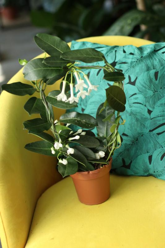 Стефанотис  / Stephanotis 