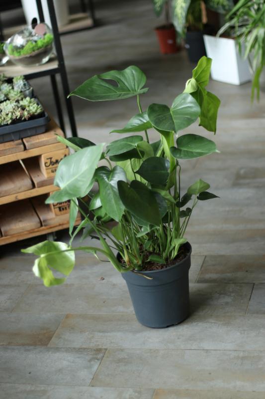 Монстера 24.75