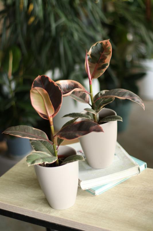 Фикус Эластика Белиз 12.40