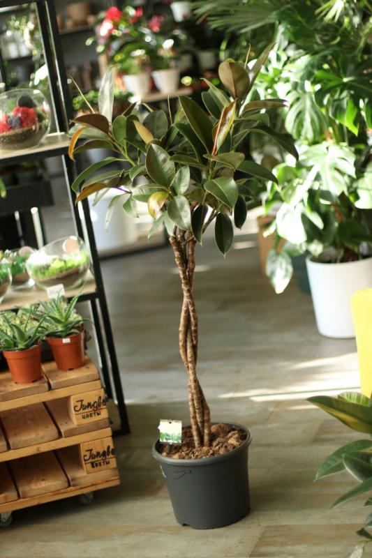 Фикус эластика Мелани на сплетенном стволе