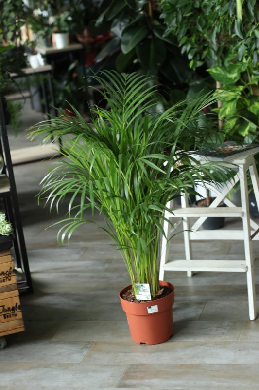 Арека / Areca