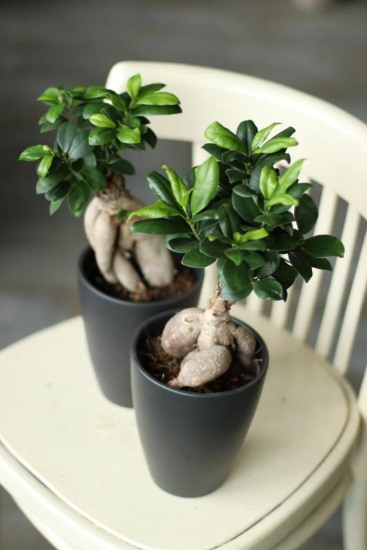 Бонсай Гинсенг / Ficus ginseng