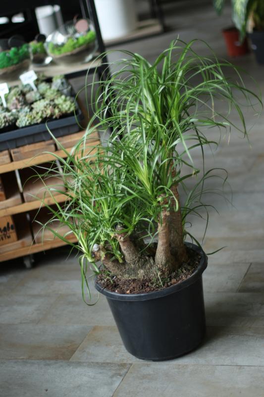 Нолина Вертакт