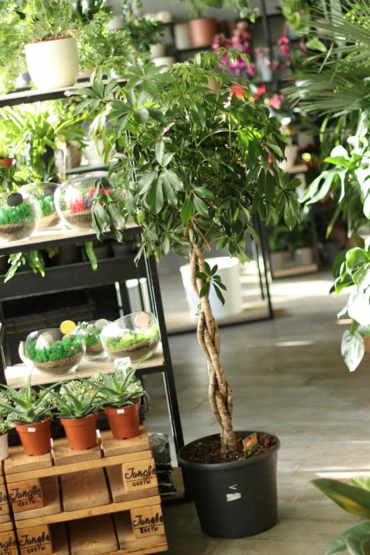 Шеффлера / Schefflera