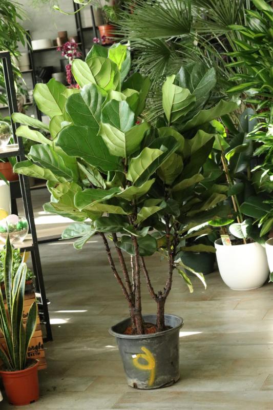 Фикус Лирата / Ficus Lyrata 28.150