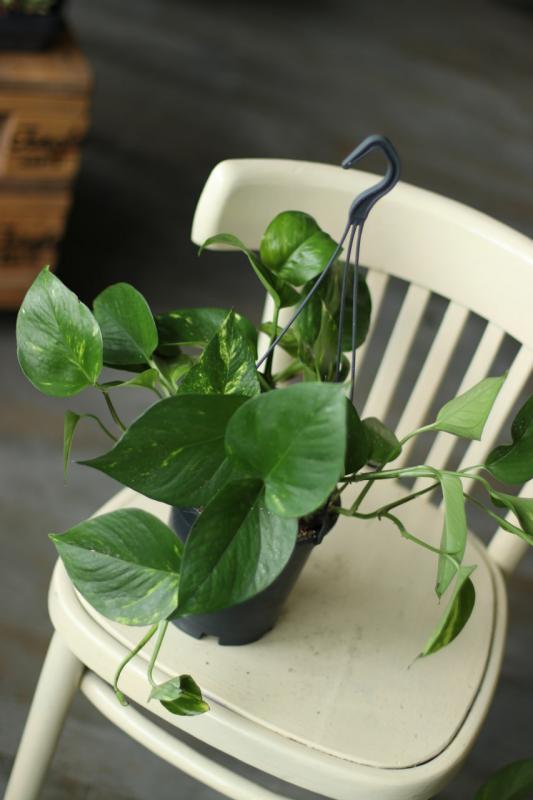 Эпипремнум Ауреум