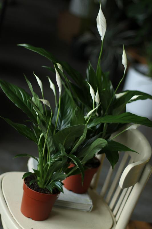 Спатифиллум Свит Бенито