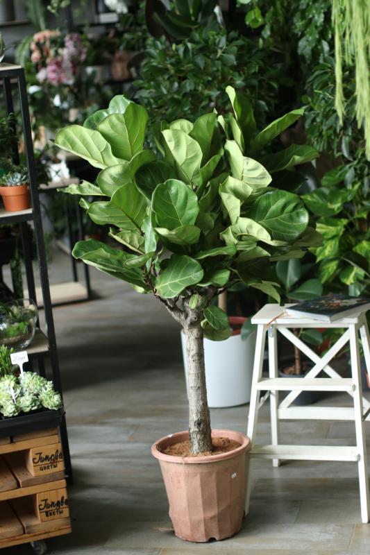 Фикус Лирата/ Ficus lyrata  