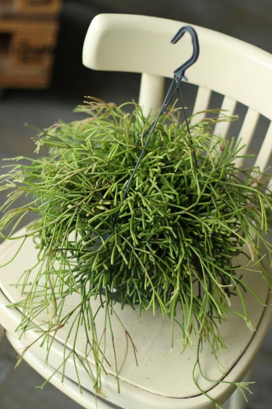 Рипсалис в подвесе / Ripsalis