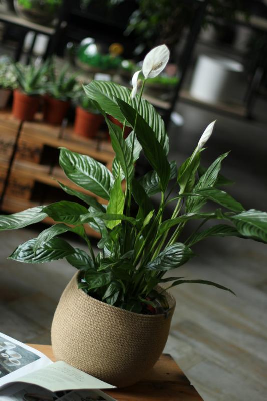 Спатифиллум Лауренти Экстра / Spathiphyllum 