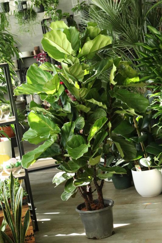 Фикус Лирата  / Ficus lyrata 