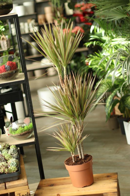 Драцена Биколор