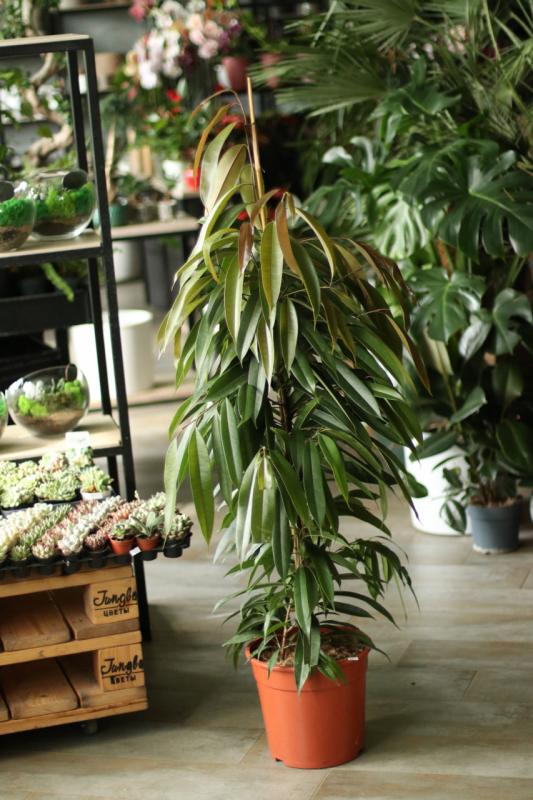 Фикус Амстел Кинг / Ficus Amstel King 