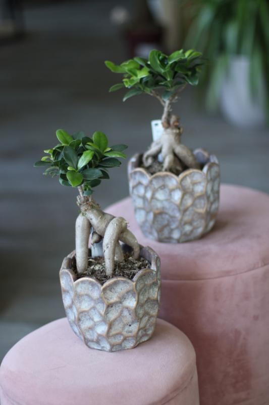 Бонсай Фикус Гинсенг / bonsai Ficus Ginseng 