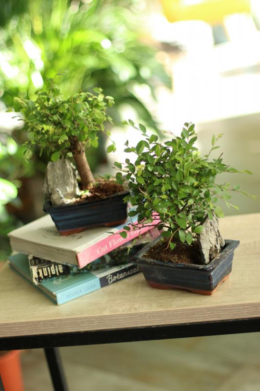 Бонсай микс с камнем / Bonsai mix