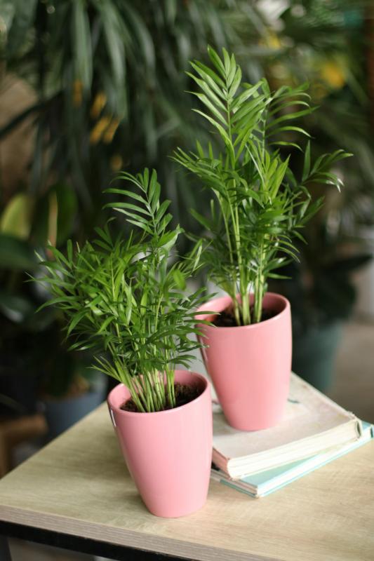 Хамедорея изящная/ Chamaedorea elegans