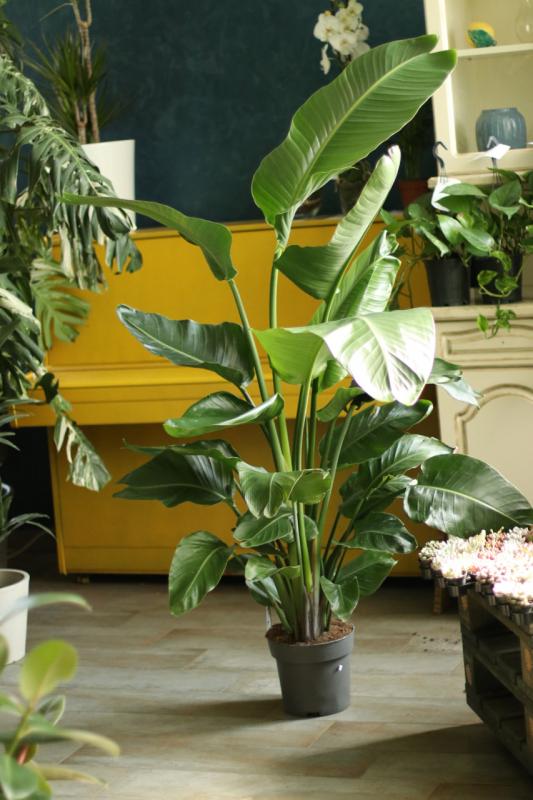 Стрелиция 'Nikolai' / Strelitzia 'Nikolai'