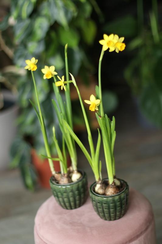 Луковичные растения Нарцисс