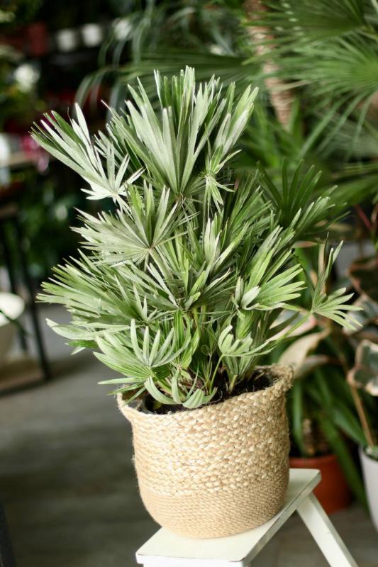 Пальма Хамеропс 24.75