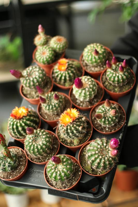 Кактусы Гимнокалициум 8,5/12