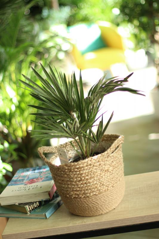 Пальма Хамеропс 19.50