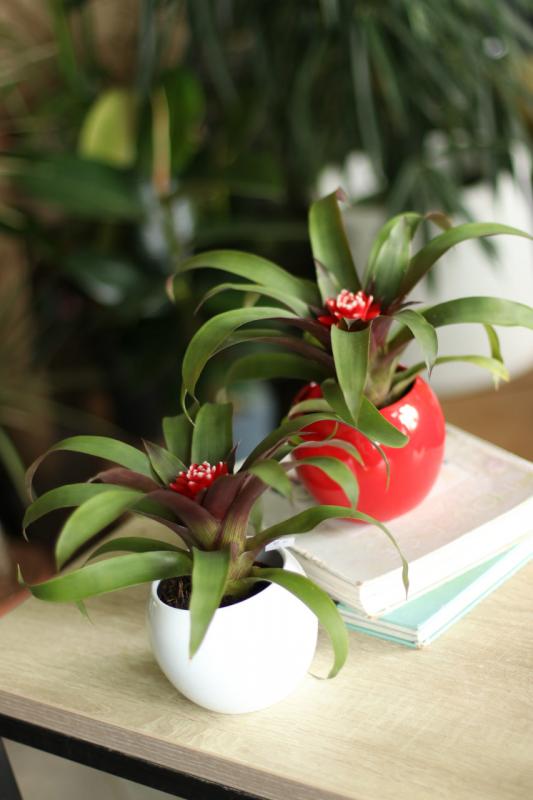 Гузмания / Бромеливые с кашпо