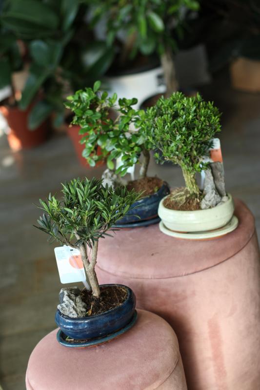 Бонсай микс с камнем / Bonsai