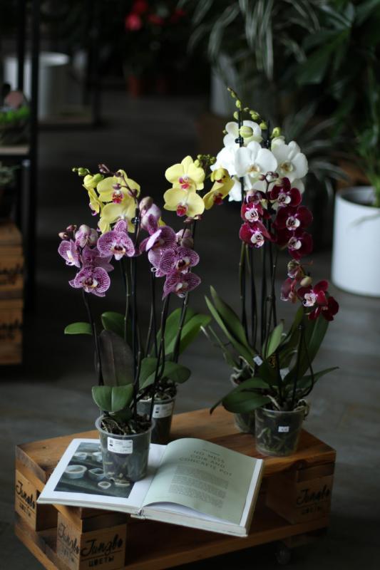 ОРХИДЕЯ Фаленопсис 12.65