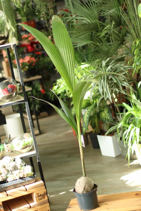 Кокосовая пальма / Cocos 