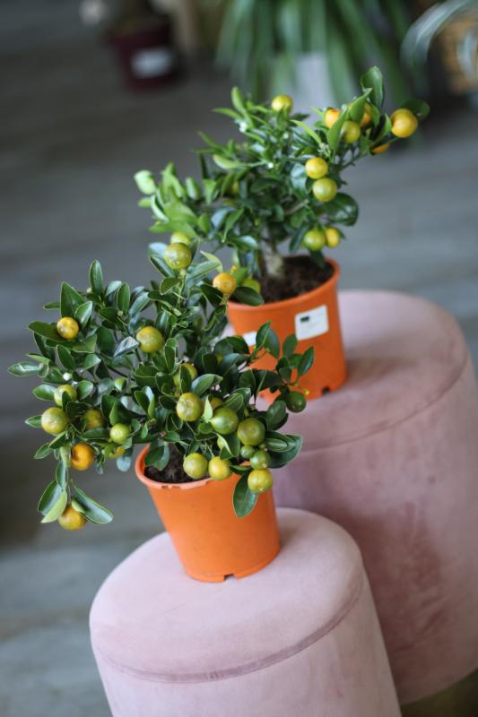 Цитрус Каламондин