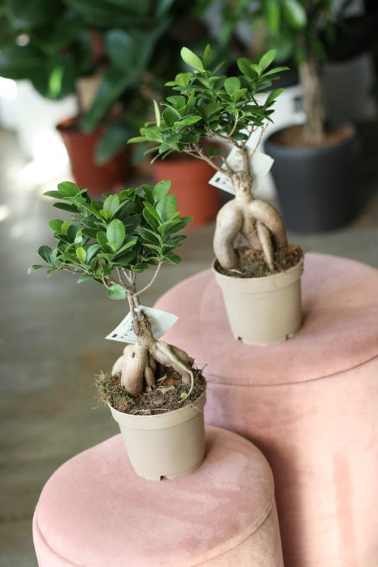 Бонсай Фикус Гинсенг/ bonsai Ficus Ginseng